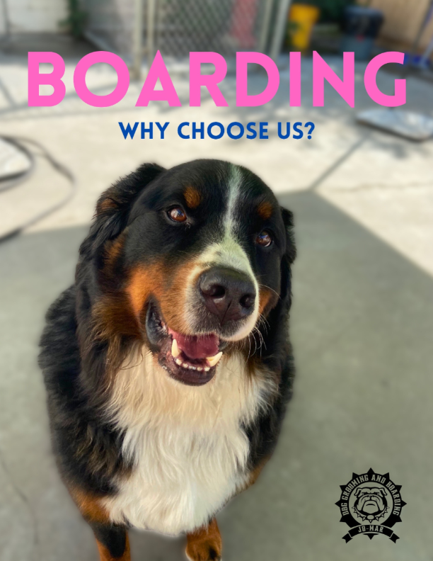 Dog in boarding room