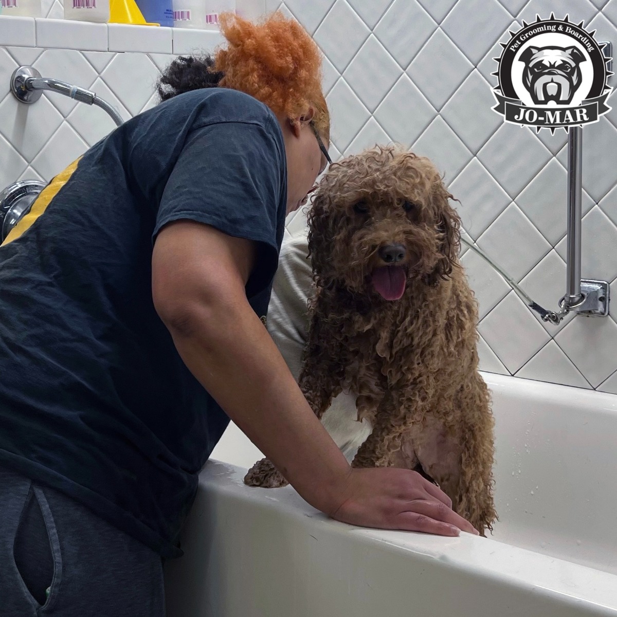 dog being bathed by a groomer