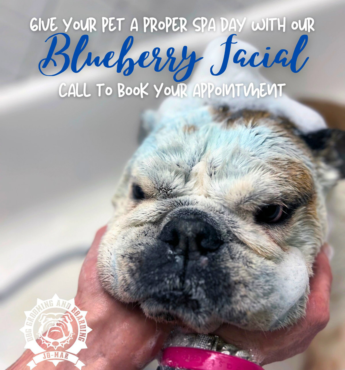 Blueberry Facial Promotion Flyer