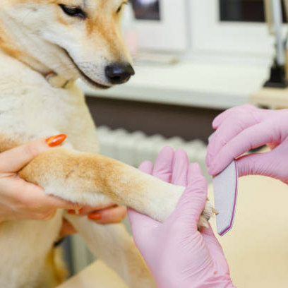 Paw Dicure Treatment